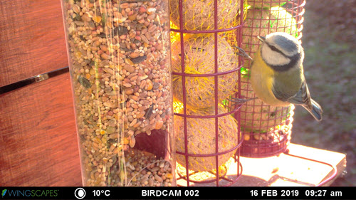 chickadee feeding on seeds in a bird feeder