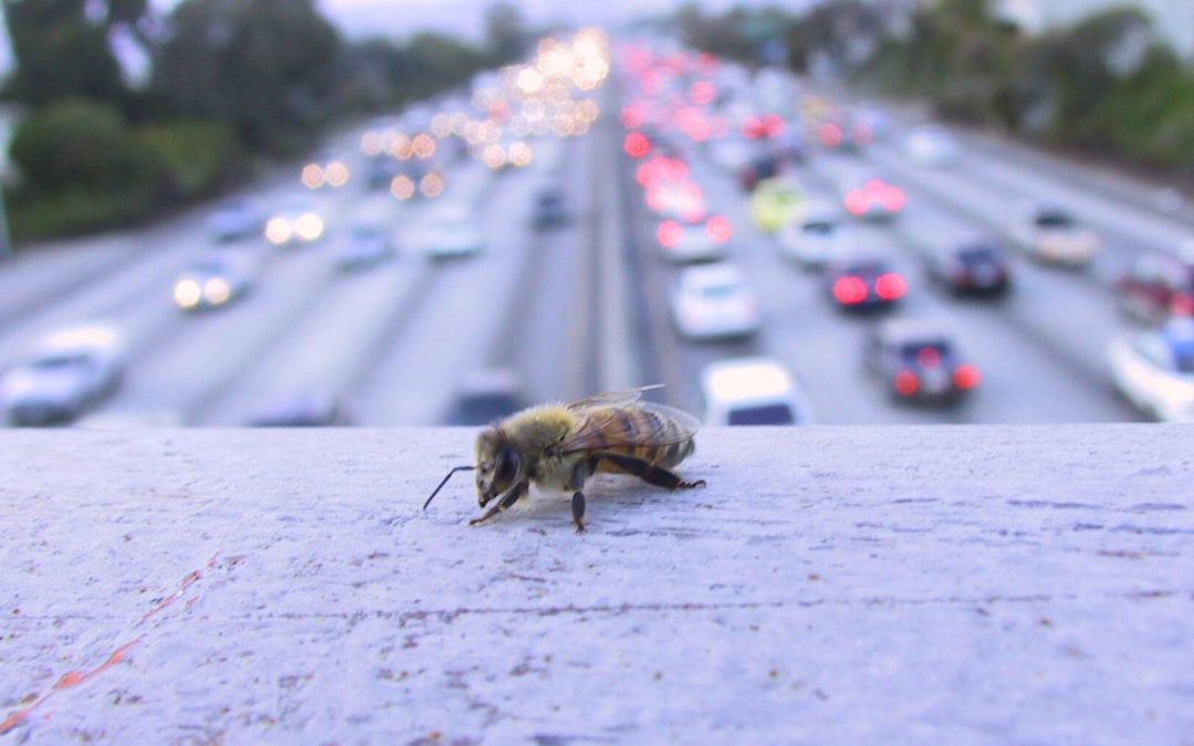 La place des insectes dans les villes