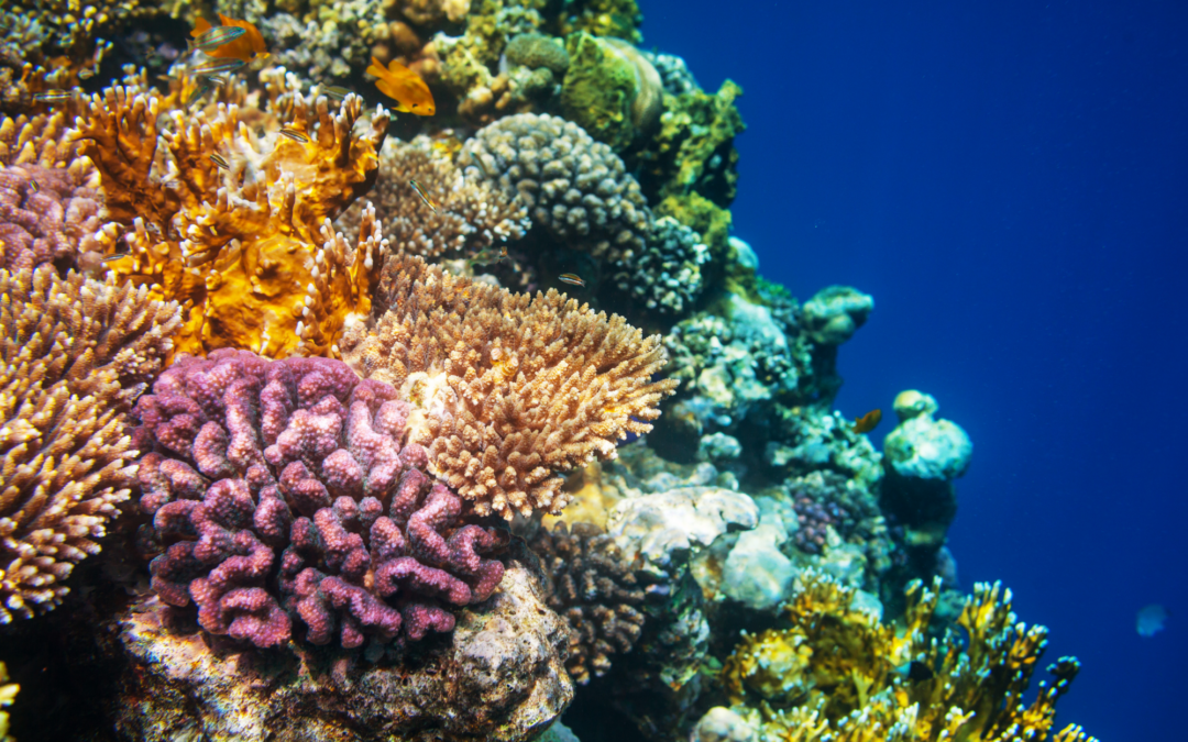 Les coraux ou le monde à l’eau