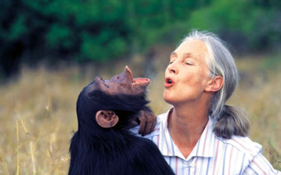 Portrait de Jane Goodall
